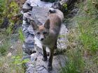 2014-1-fuchs-DSC_0053c-t.jpg