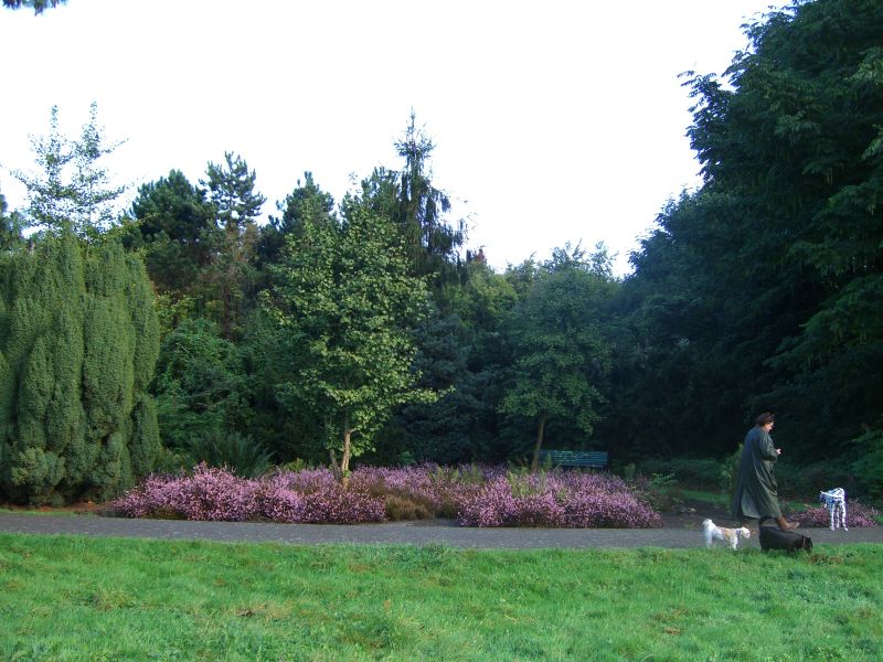 Am Gaasperplas. Frau mit Hunden.