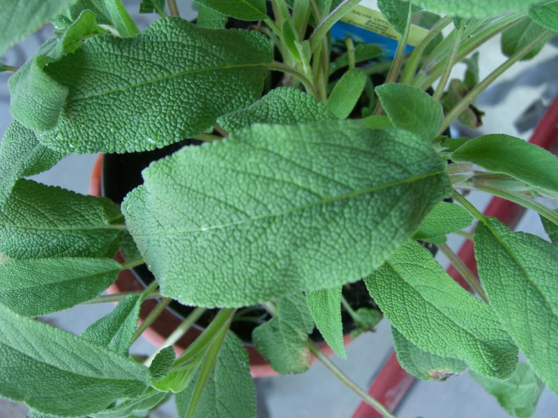 Salvia Officinalis, auch bekannt als Salbei.