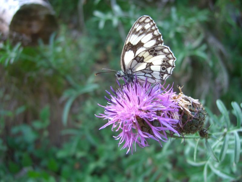 Schmetterling
