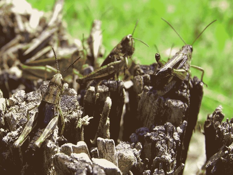 Heuschrecken @ Kaffeepause.