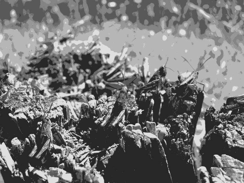 Heuschrecken @ Kaffeepause.