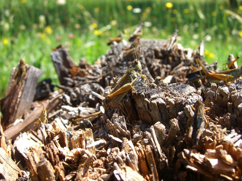 Heuschrecken @ Kaffeepause.