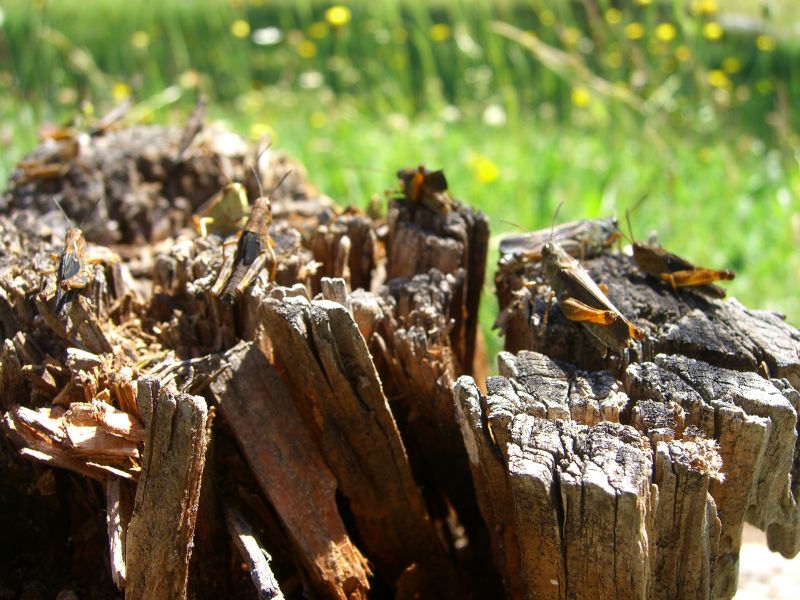 Heuschrecken @ Kaffeepause.