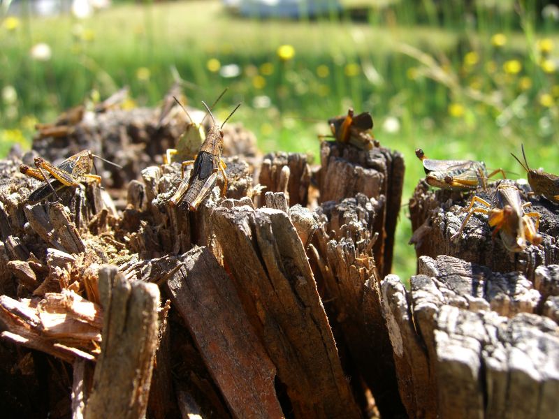 Heuschrecken @ Kaffeepause.