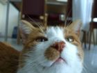 kittycat0093.jpg