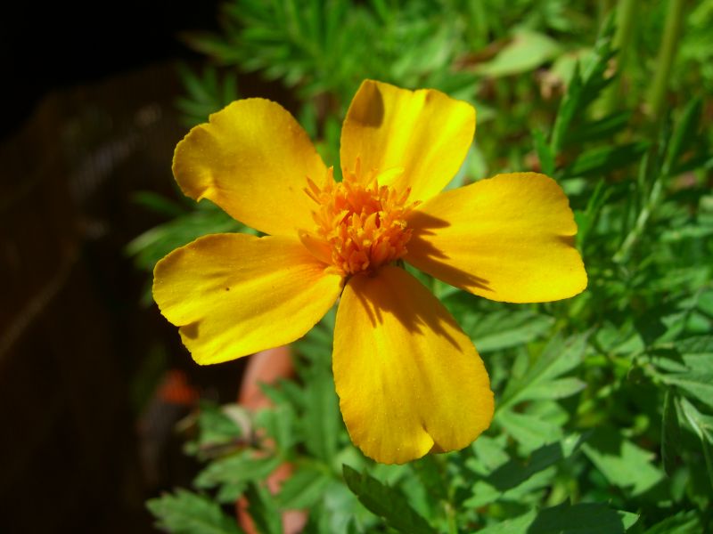 Tagetes