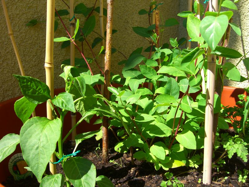 Geissblatt / Peperoni