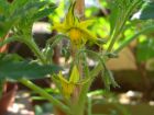 Tomatenblten